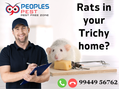Rodent Pest Control Service in Trichy
